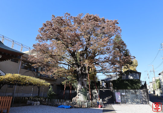 大ケヤキ