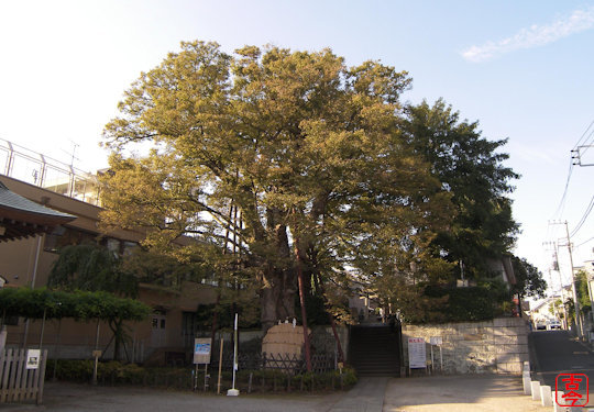 階段下の大ケヤキ