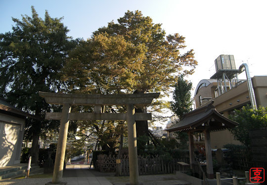 階段上の大ケヤキ