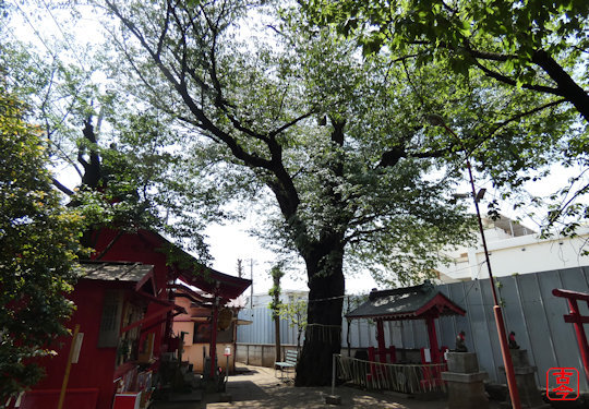 笠森稲荷神社神木の山桜