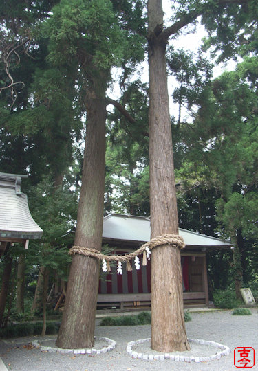 御神木夫婦杉