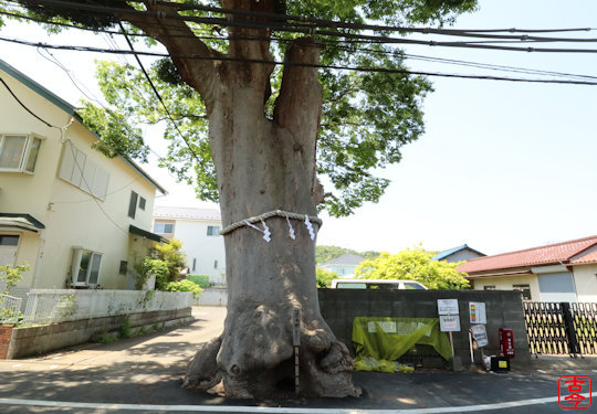 御神木の大欅