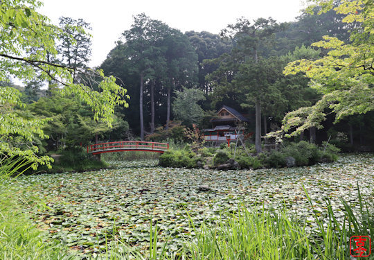 鯉沢の池