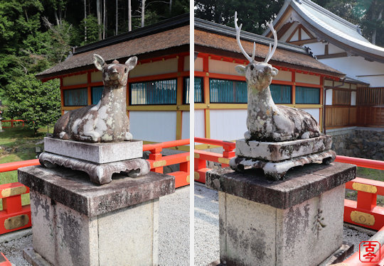 神鹿