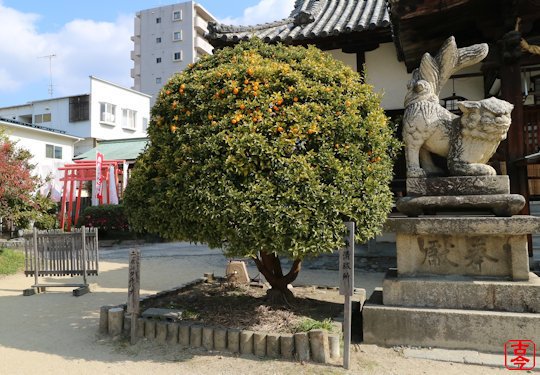 ニッポンタチバナの木